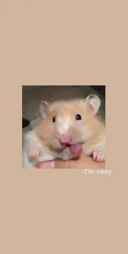 Хомяки Обои на телефон белая мышь с высунутым языком