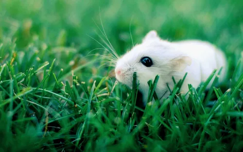 Хомяки Обои на телефон белая мышь в траве