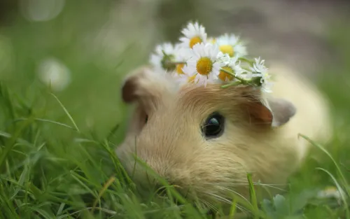 Хомяки Обои на телефон маленький грызун в траве с цветком во рту