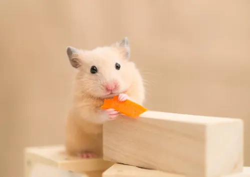 Хомяки Обои на телефон белая мышь ест морковь