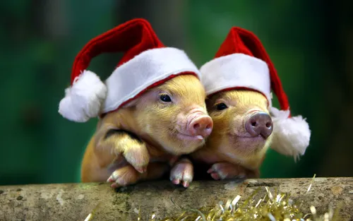 Прикольный Новогодние Обои на телефон две свиньи в шляпах санты