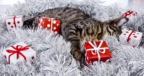 Прикольный Новогодние Обои на телефон кот, лежащий на одеяле с красными и белыми карточками