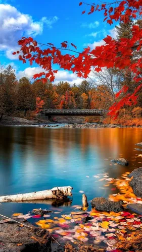 Природа Осень Обои на телефон водоем с деревьями вокруг него