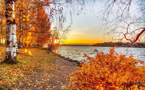 Природа Осень Обои на телефон тропинка у озера с деревьями по обе стороны