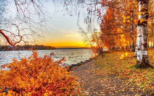 Природа Осень Обои на телефон тропинка с деревьями и водоемом на заднем плане