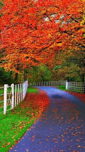 Природа Осень Обои на телефон тропинка с белым забором и деревьями по обе стороны