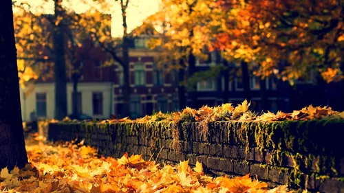 Природа Осень Обои на телефон фото на андроид