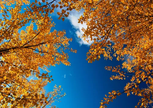 Природа Осень Обои на телефон бесплатные картинки