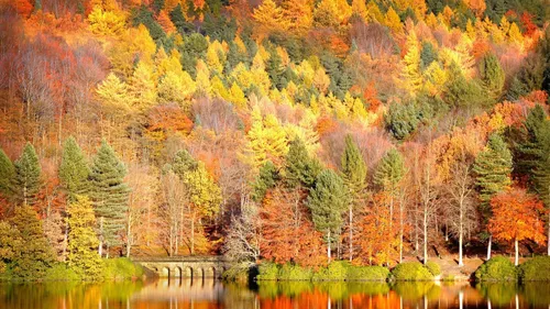 Природа Осень Обои на телефон рисунок