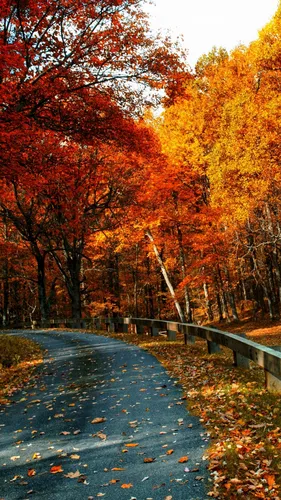Природа Осень Обои на телефон фотография