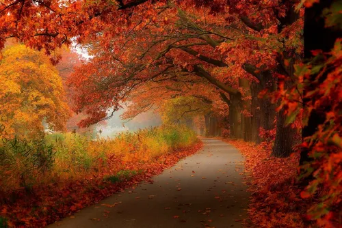 Природа Осень Обои на телефон бесплатные обои