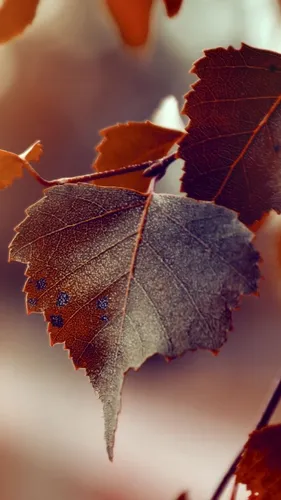 Природа Осень Обои на телефон лист крупным планом