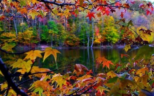 Природа Осень Обои на телефон водоем, окруженный деревьями