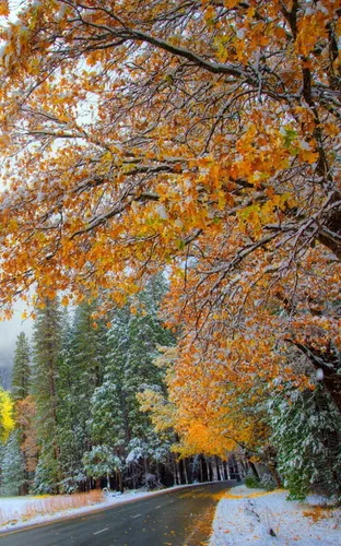Природа Осень Обои на телефон для Windows