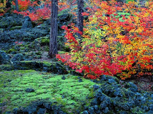 Природа Осень Обои на телефон лес разноцветных деревьев
