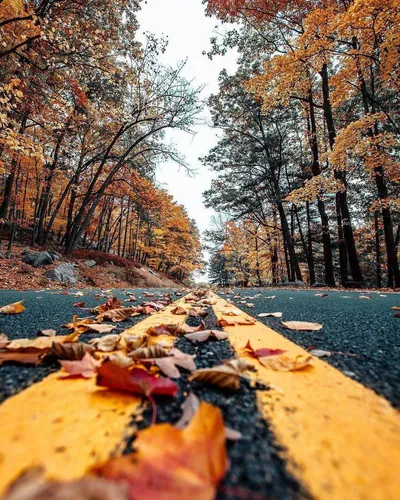 Природа Осень Обои на телефон тропинка с опавшими листьями