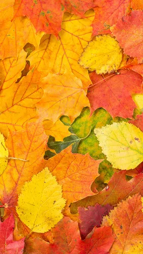 Природа Осень Обои на телефон куча разноцветных листьев