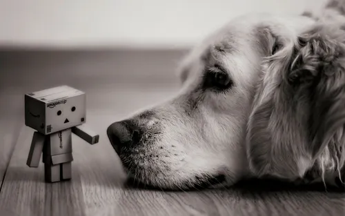 Раста Обои на телефон собака лежит на полу рядом с игрушкой