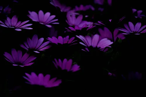 Фиолетовые Цветы Обои на телефон рисунок
