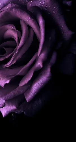 Фиолетовые Цветы Обои на телефон рука крупным планом