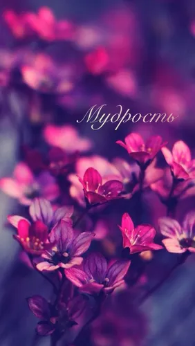 Фиолетовые Цветы Обои на телефон крупный план некоторых цветов