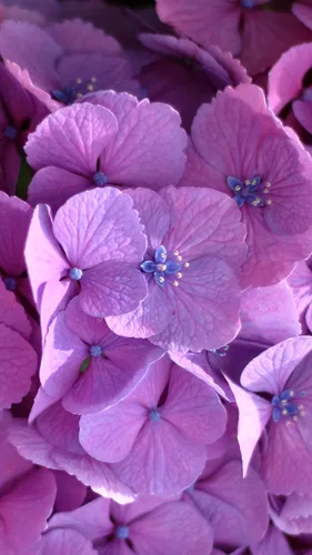 Фиолетовые Цветы Обои на телефон 2022
