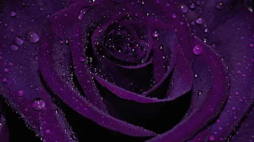 Фиолетовые Цветы Обои на телефон фиолетовая роза с каплями воды