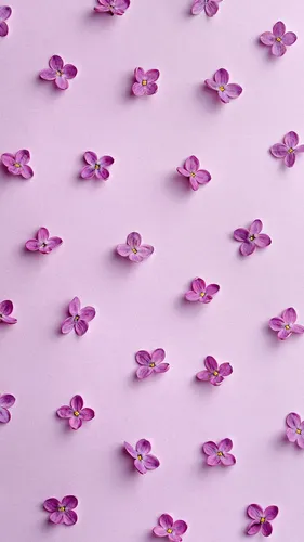 Фиолетовые Цветы Обои на телефон розово-фиолетовый цветок