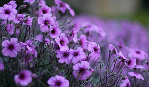 Фиолетовые Цветы Обои на телефон группа цветов