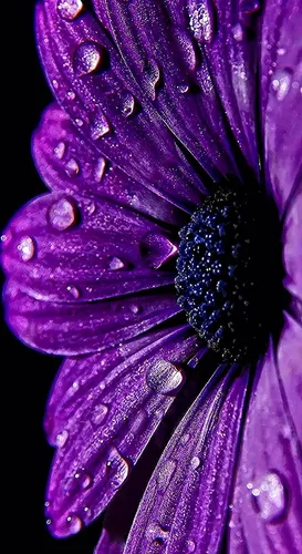 Фиолетовые Цветы Обои на телефон фиолетовый цветок с каплями воды