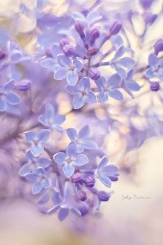 Фиолетовые Цветы Обои на телефон цветы крупным планом