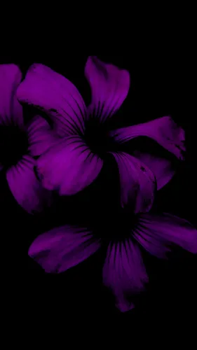 Фиолетовые Цветы Обои на телефон картинка