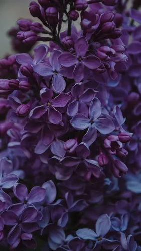Фиолетовые Цветы Обои на телефон фон