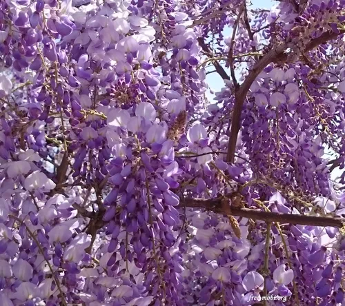 Фиолетовые Цветы Обои на телефон крупным планом дерево с фиолетовыми цветами