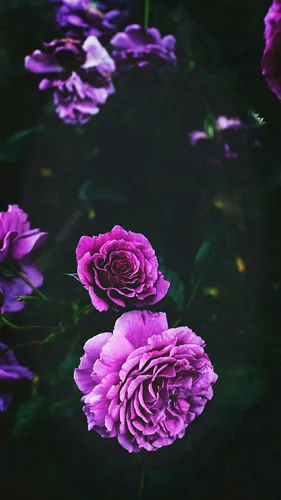 Фиолетовые Цветы Обои на телефон эстетика