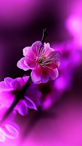 Фиолетовые Цветы Обои на телефон крупный план цветка