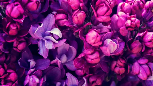 Фиолетовые Цветы Обои на телефон бесплатные картинки
