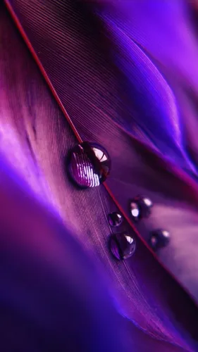 Фиолетовые Цветы Обои на телефон гитара крупным планом