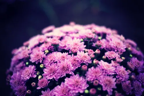 Фиолетовые Цветы Обои на телефон изображение