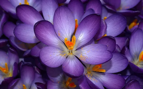 Фиолетовые Цветы Обои на телефон рисунок
