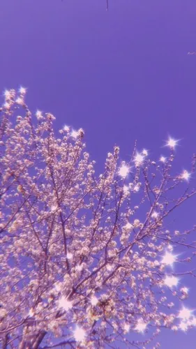 Фиолетовые Цветы Обои на телефон дерево с белыми цветами