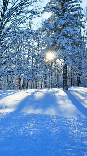 Фото Зима Обои на телефон снежная дорога с деревьями по обе стороны