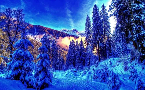 Фото Зима Обои на телефон заснеженный лес с деревьями