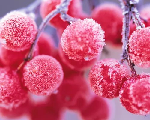 Фото Зима Обои на телефон ягоды крупным планом