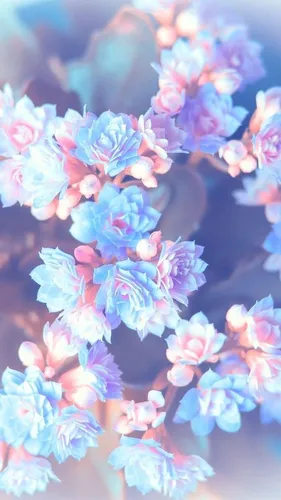 Фото Красивые Обои на телефон цветы крупным планом