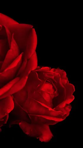 Фото Красивые Обои на телефон роза крупным планом