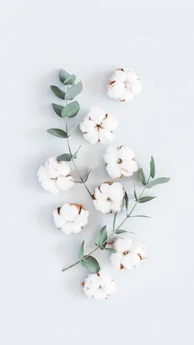 Фото Красивые Обои на телефон ветка с белыми цветами