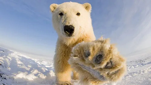 Белый Медведь Обои на телефон белый медведь держит детеныша белого медведя