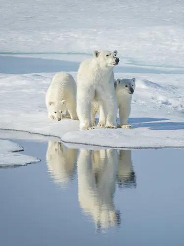 Белый Медведь Обои на телефон группа белых медведей на айсберге
