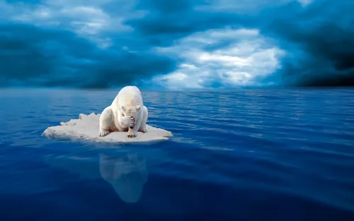 Белый Медведь Обои на телефон животное на айсберге
